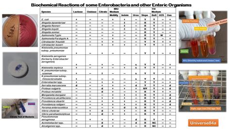 acinetobacter lwoffii biochemical tests.